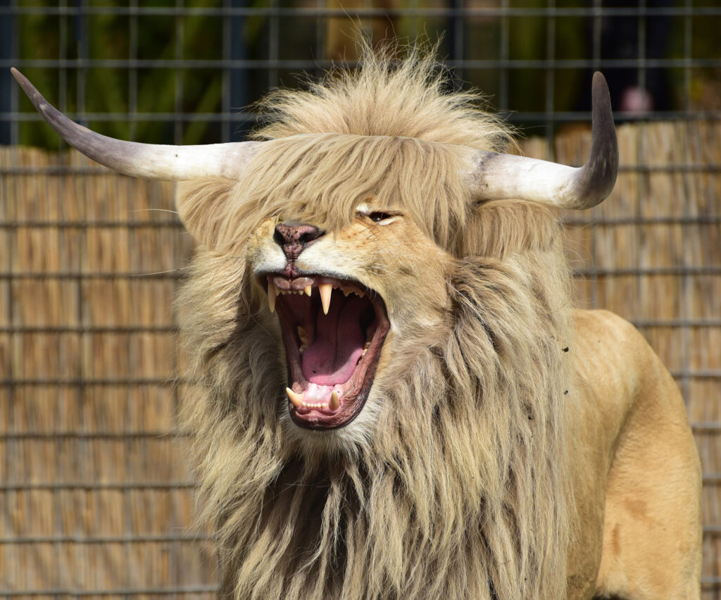 Picture of a Lion with added horns